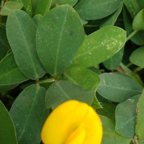 Arachis hypogaea Blad