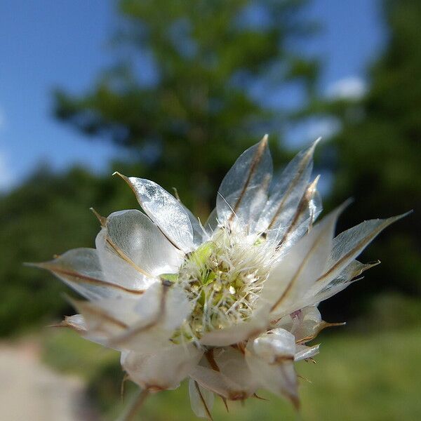 Catananche caerulea Плод