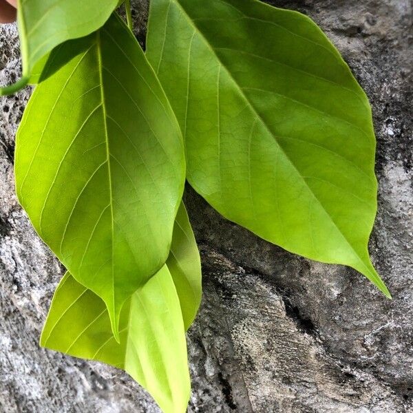 Pongamia pinnata Лист