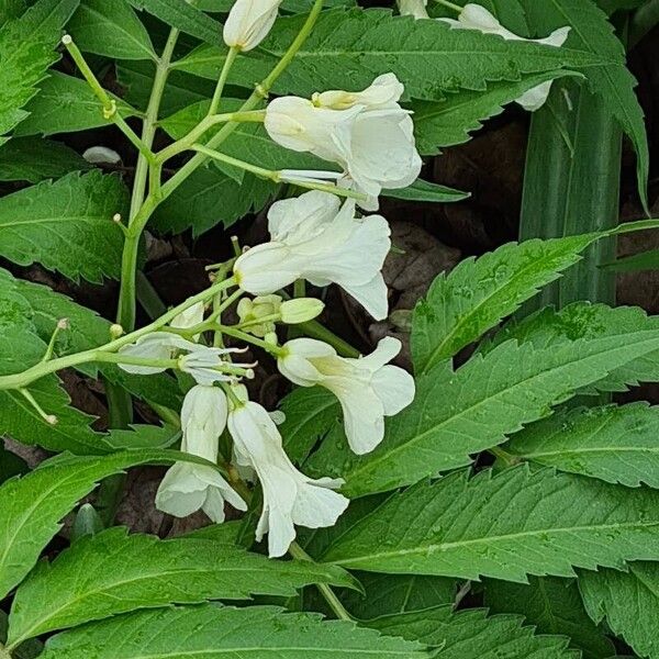 Cardamine kitaibelii Flor