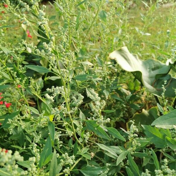 Chenopodium ficifolium Leaf