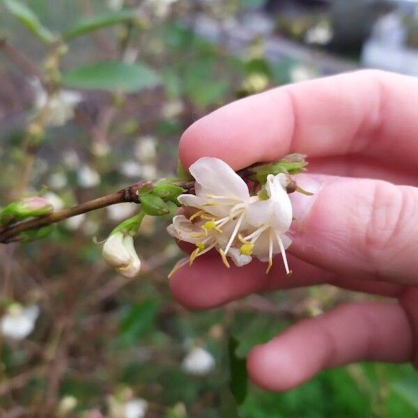 Lonicera fragrantissima Кветка