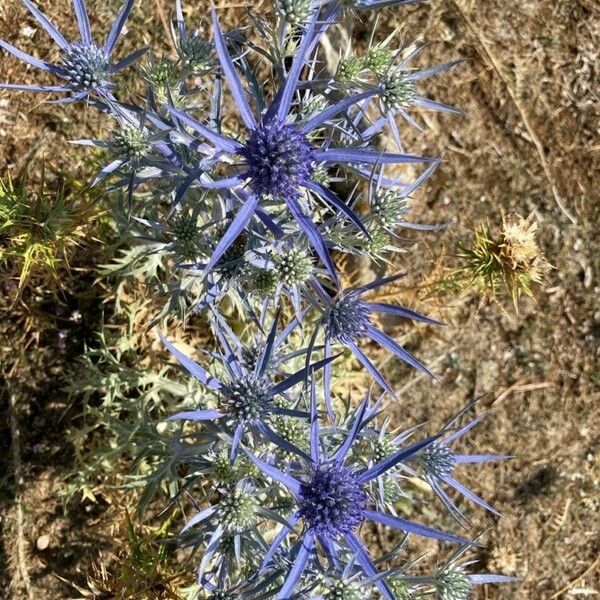 Eryngium amethystinum Blomst