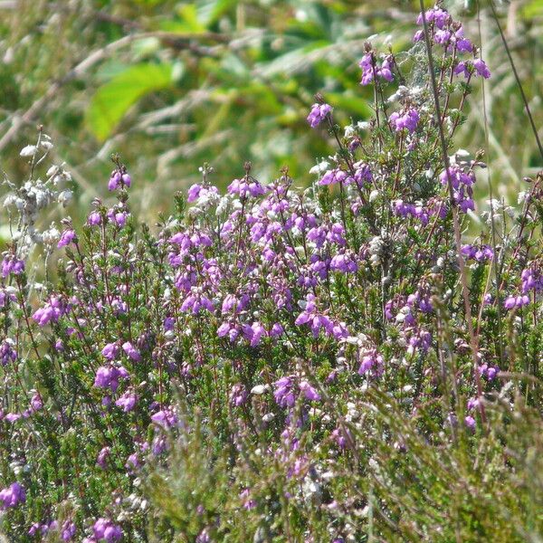 Erica cinerea Flor