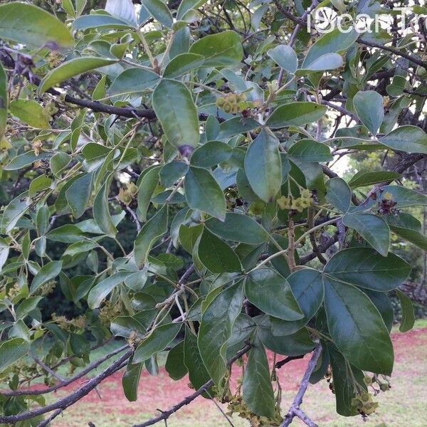 Vitex rehmannii Blad