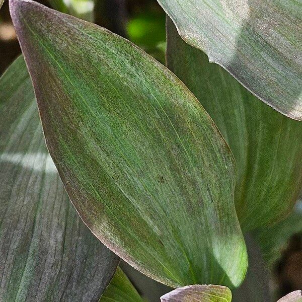 Alstroemeria ligtu Leaf