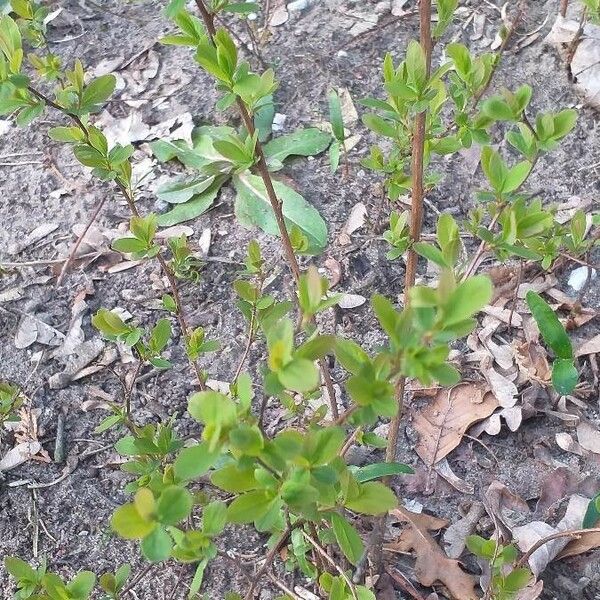 Spiraea salicifolia Staniste