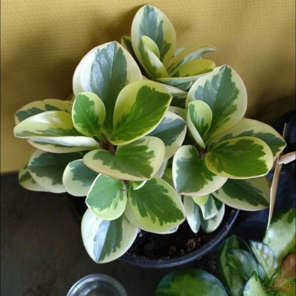 Peperomia magnoliifolia Blad