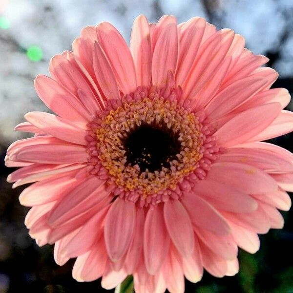 Gerbera spp. Flower