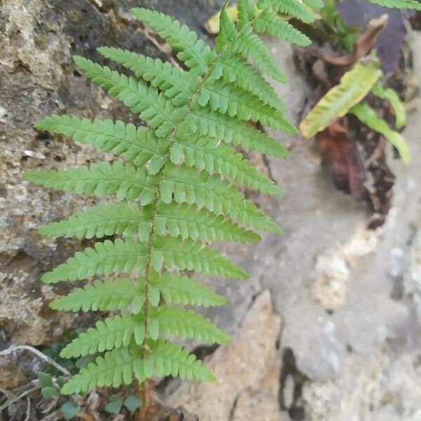 Woodsia ilvensis Leaf