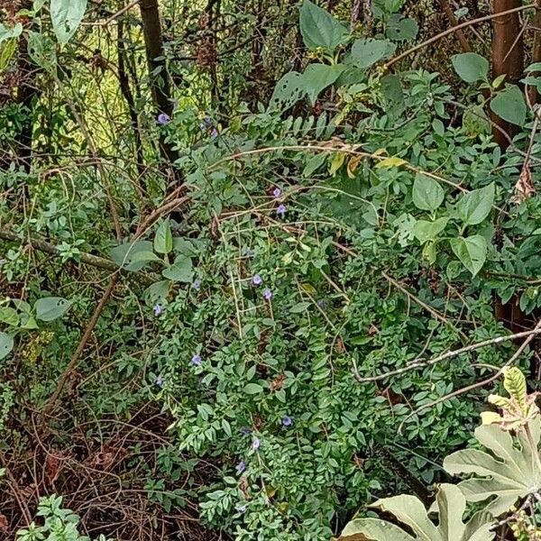 Lycianthes lycioides Flower