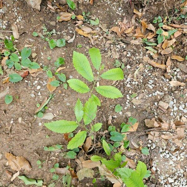 Castanea dentata 叶