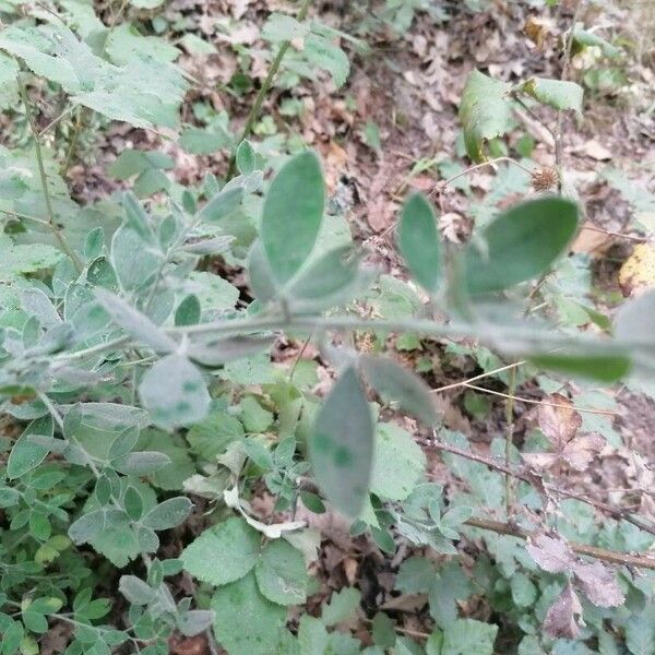 Cytisus villosus Leaf