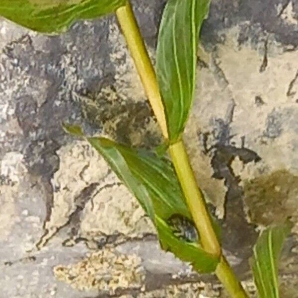 Potamogeton perfoliatus Blatt