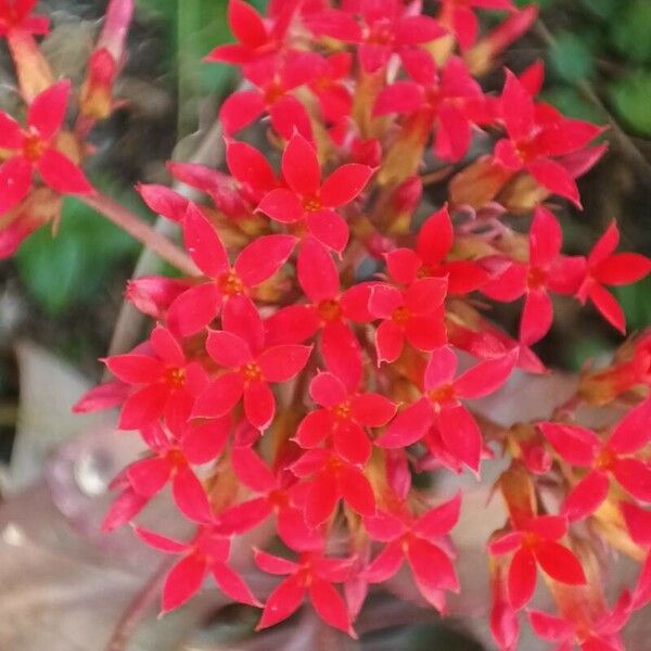 Kalanchoe crenata Flower