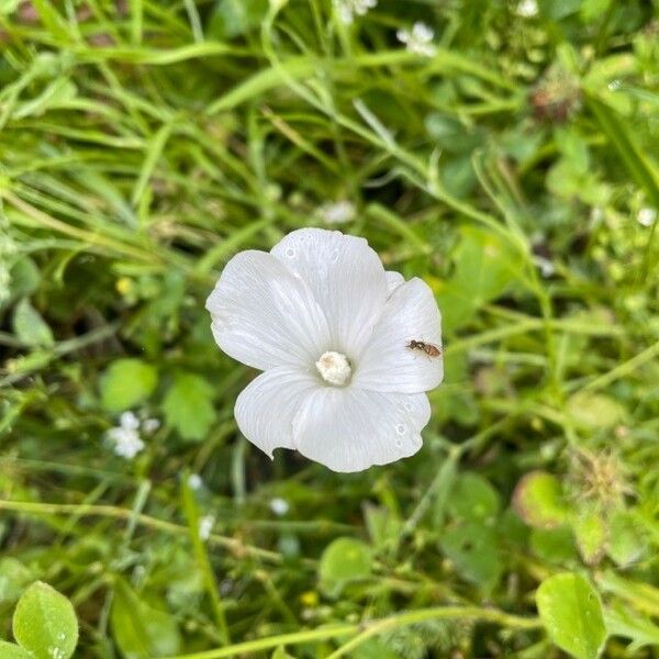 Lavatera trimestris Blomma