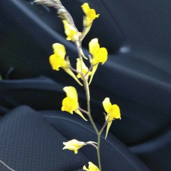 Linaria genistifolia ᱵᱟᱦᱟ