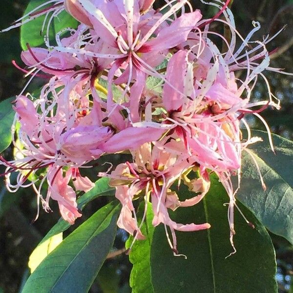 Calodendrum capense Blomma