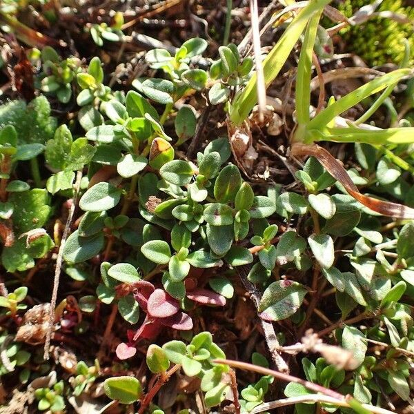 Thymus pulegioides عادت