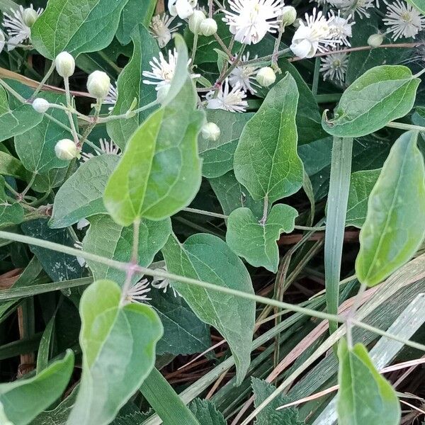 Clematis vitalba Yaprak