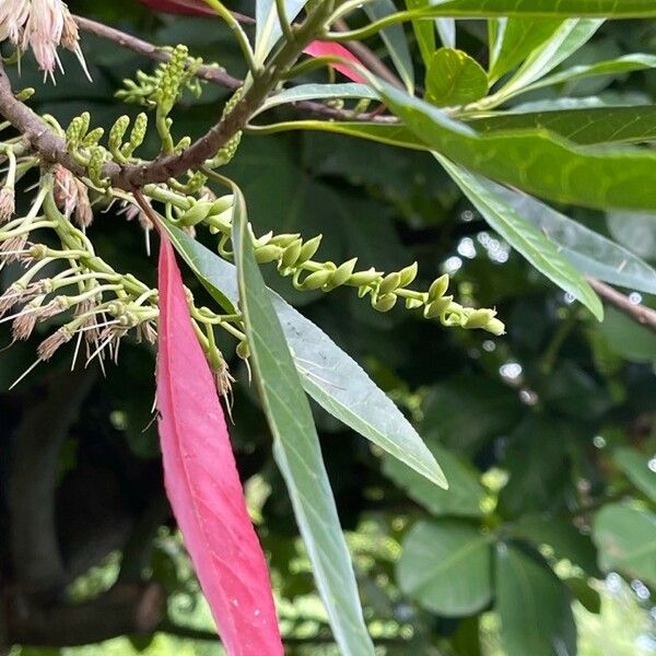 Elaeocarpus angustifolius Hoja