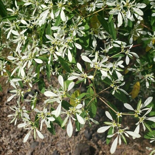 Euphorbia leucocephala Floro