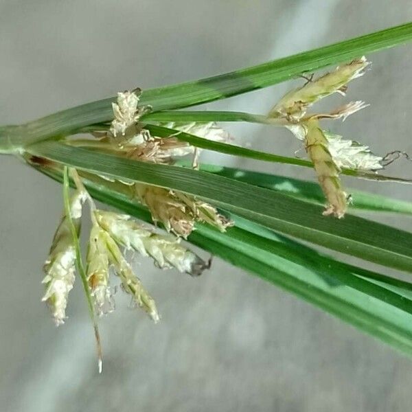 Cyperus esculentus Blüte