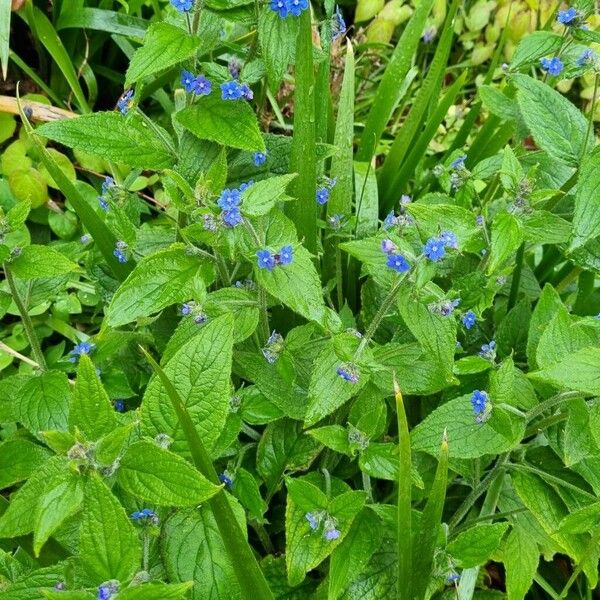 Pentaglottis sempervirens Агульны выгляд