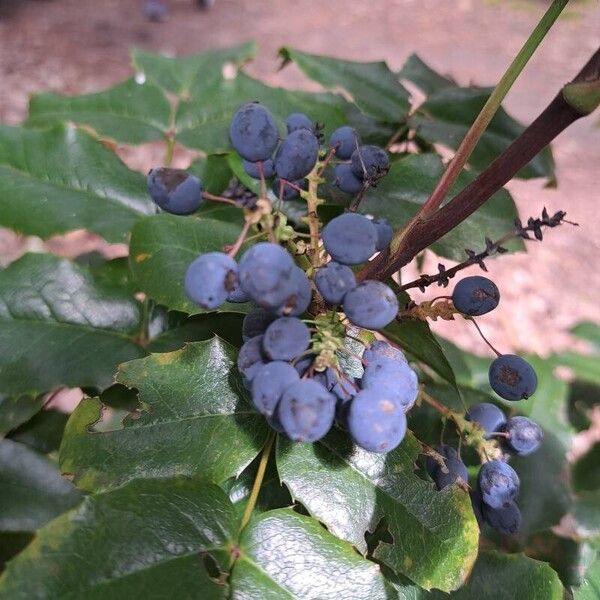 Berberis aquifolium Owoc