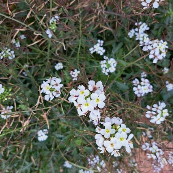 Diplotaxis erucoides Blüte