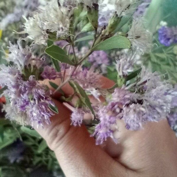 Baccharis halimifolia Flower