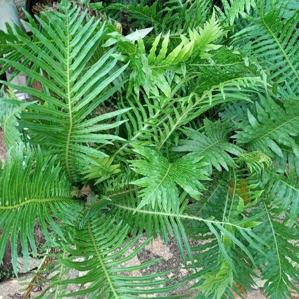 Blechnum brasiliense पत्ता