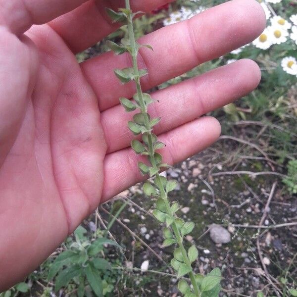 Scutellaria altissima Fruit