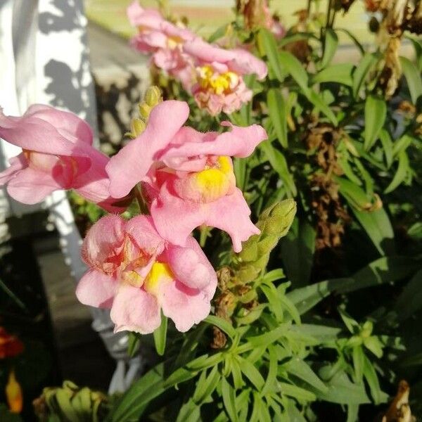 Antirrhinum australe Blüte