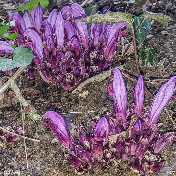 Lathraea clandestina Flors