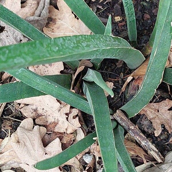 Dracaena zeylanica Foglia