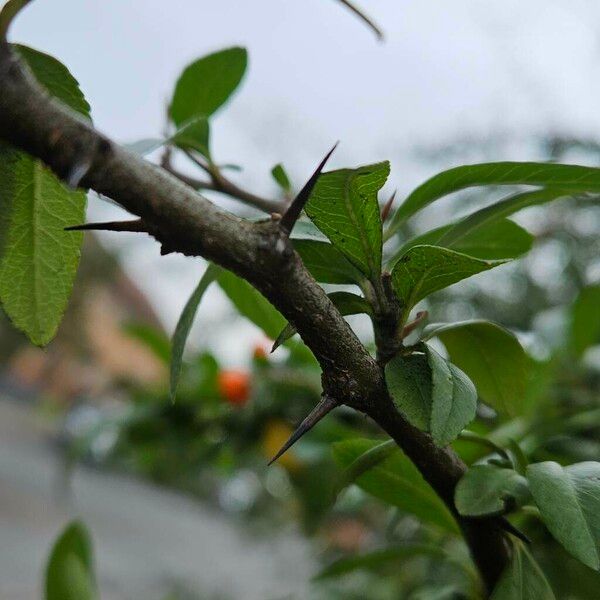 Pyracantha crenulata Bark