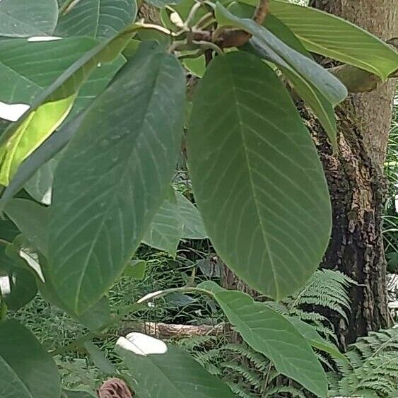 Magnolia acuminata 葉