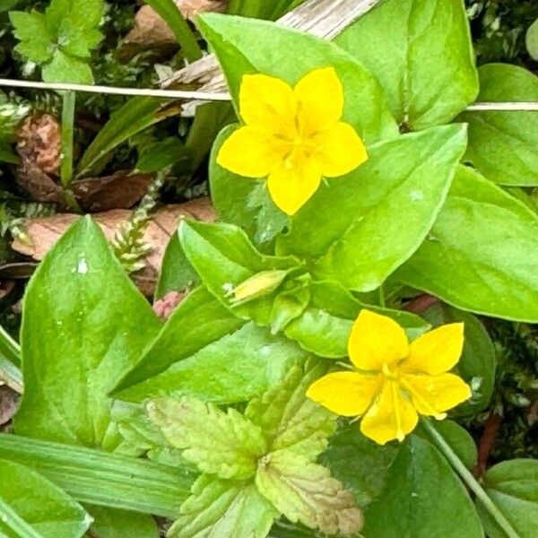 Lysimachia nemorum Кветка