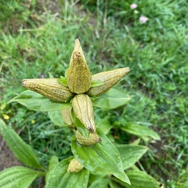 Gentiana punctata Blad