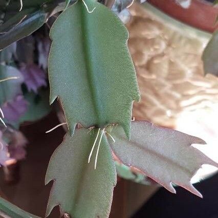 Schlumbergera truncata Leaf