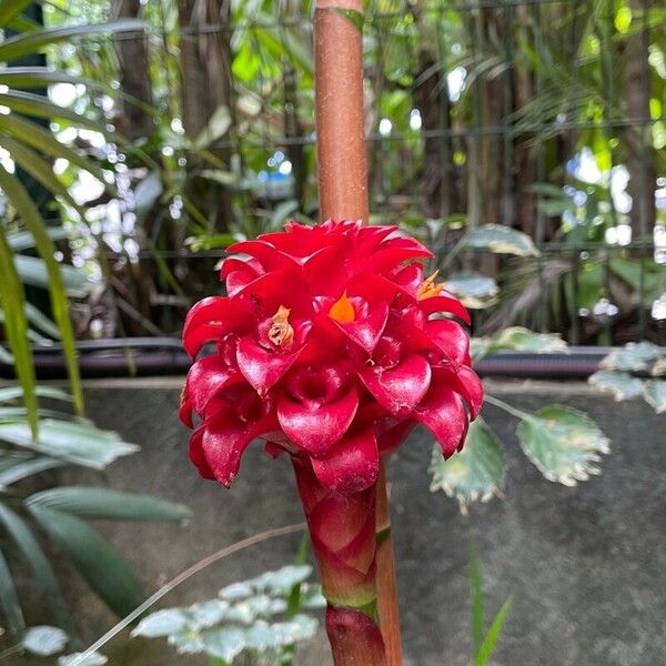 Tapeinochilos ananassae Květ