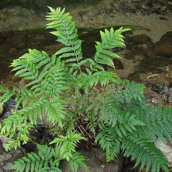 Pteris tripartita Habitus