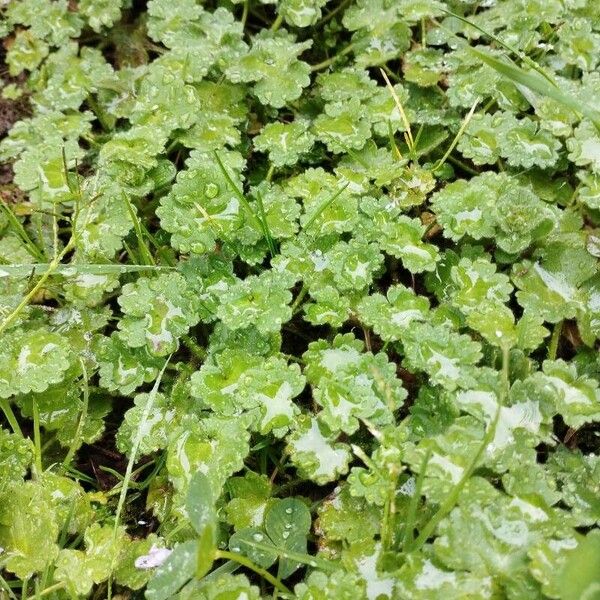 Hydrocotyle sibthorpioides পাতা