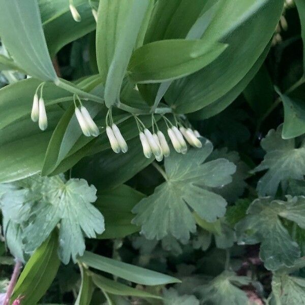 Polygonatum multiflorum फूल