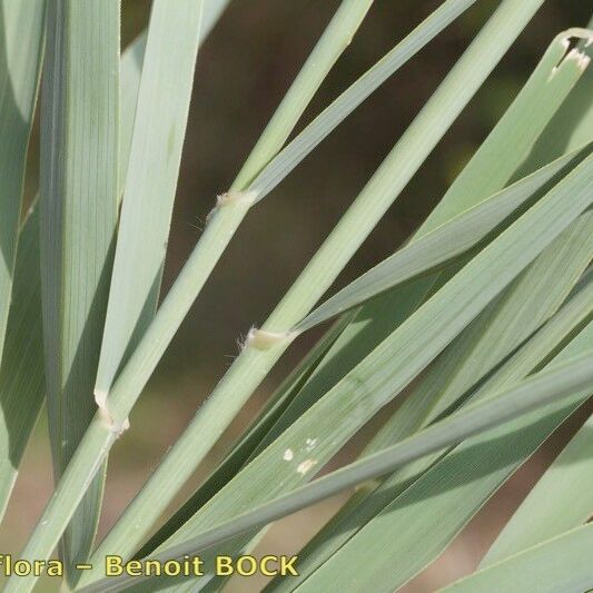 Arundo plinii Лист