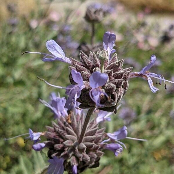 Salvia leucophylla 花