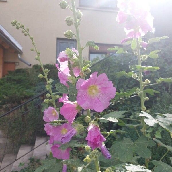 Alcea setosa Цветок