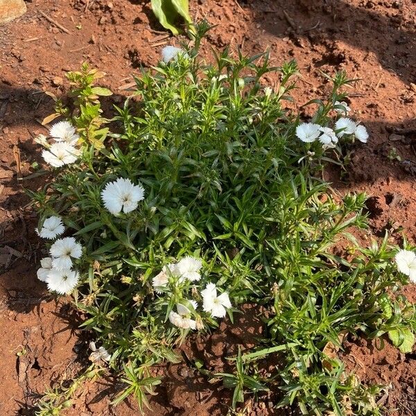 Dianthus chinensis Квітка