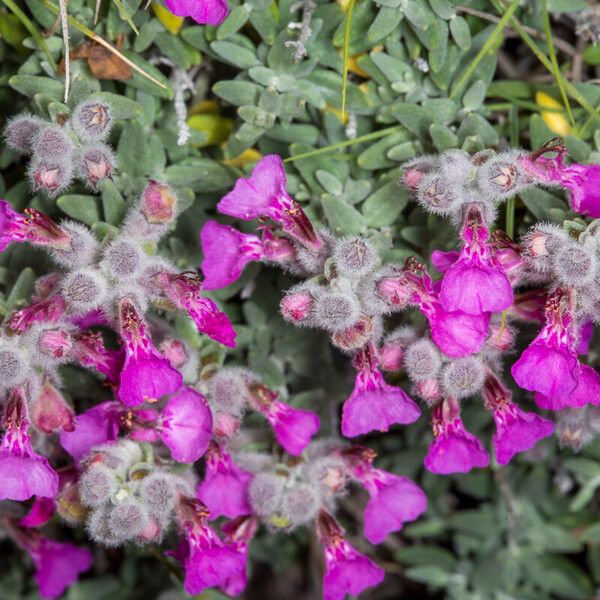 Teucrium marum Habit